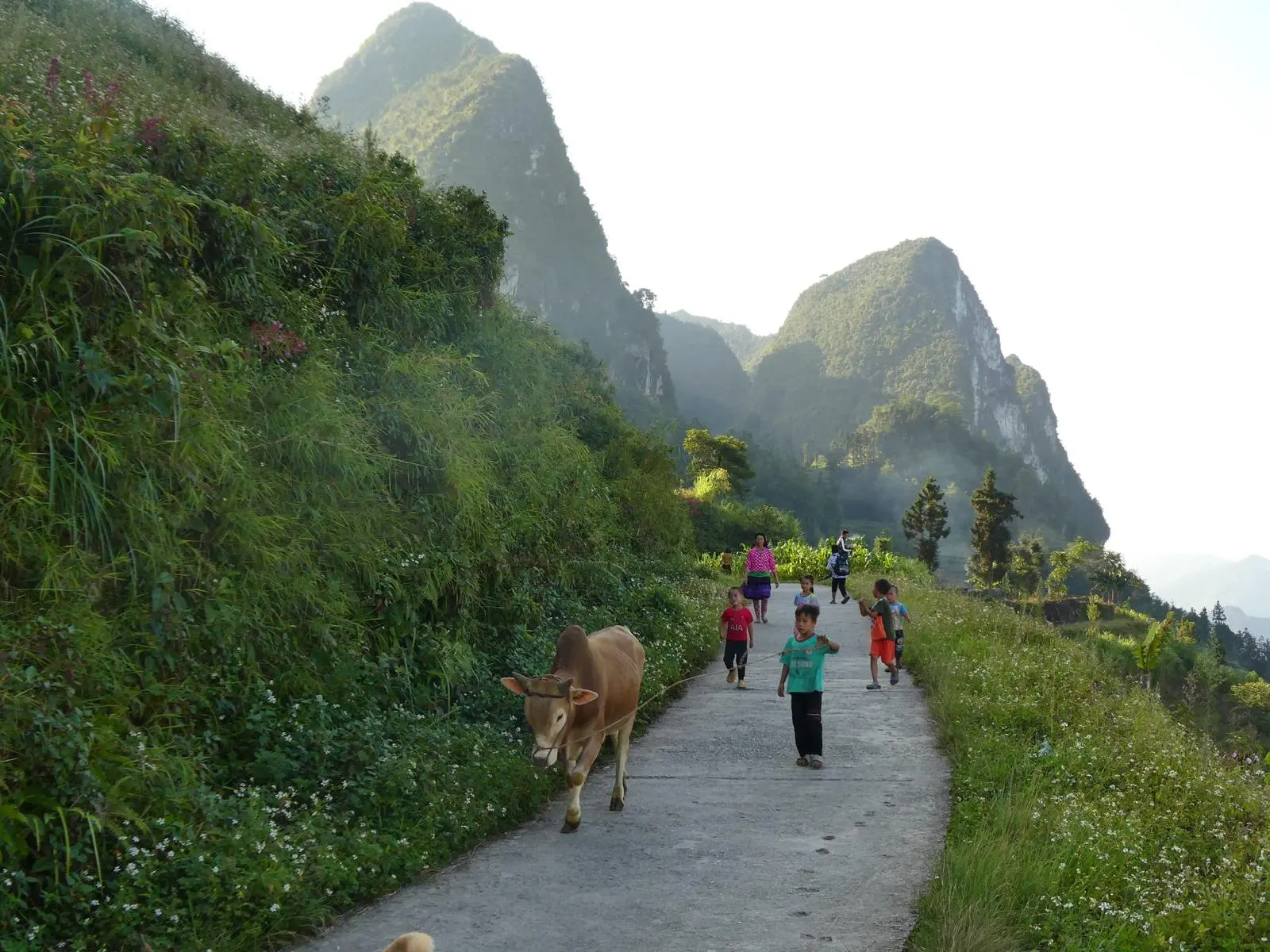 A cow and village children coming down a concrete lane under the karst peaks