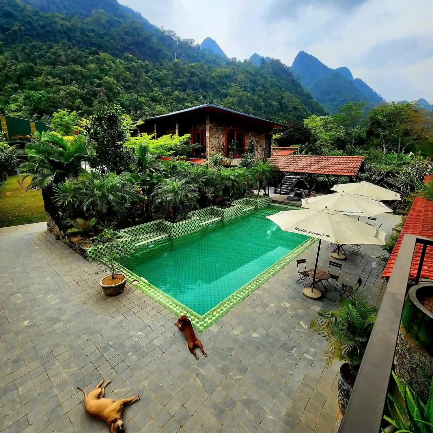 dogs around pool at flipside adventures vietnam accommodation